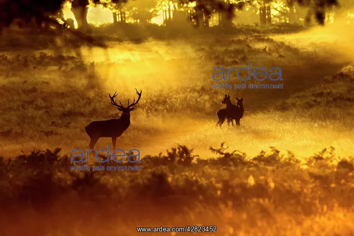 : Red Deer - in mist at sunrise : Red Deer - in mist at sunrise
