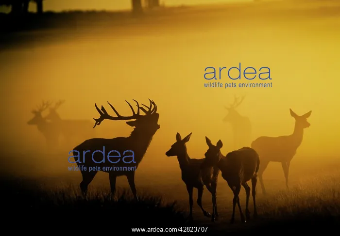 : Red Deer - in mist at sunrise : Red Deer - in mist at sunrise
