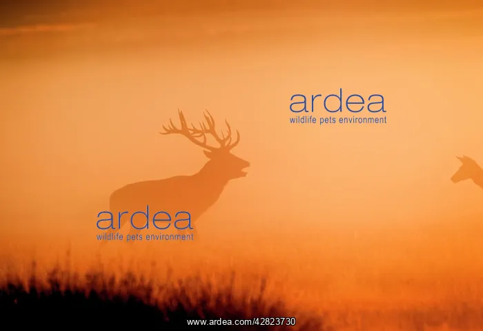 : Red Deer - in mist at sunrise : Red Deer - in mist at sunrise