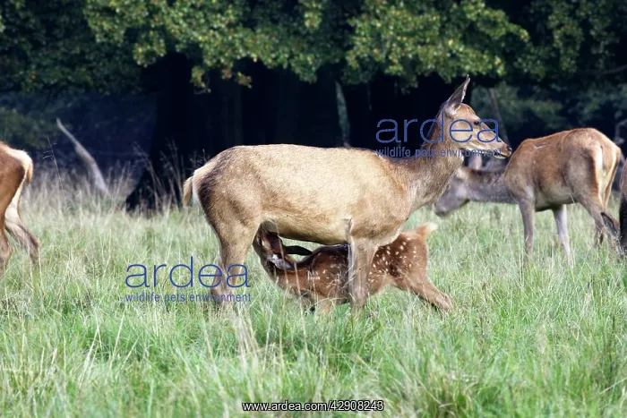 : Red Deer - mother and young suckling : Red Deer - mother and young suckling