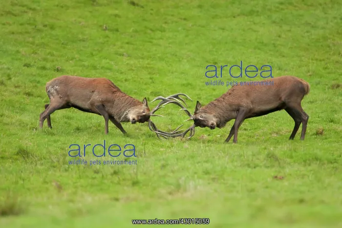 : Red Deer pair of stags rutting with antlers : Red Deer pair of stags rutting with antlers