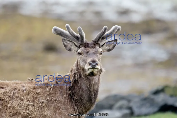  : Red deer - Portrait, head and shoulders antlers in velvet