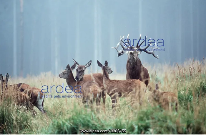 : RED DEER - roaring / calling during rut : RED DEER - roaring / calling during rut