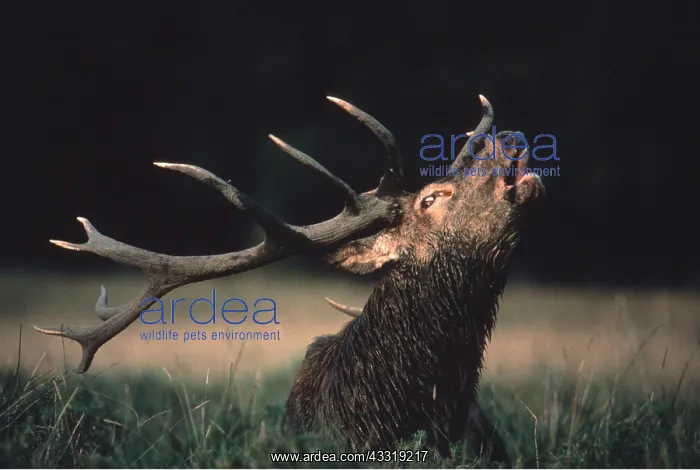 : RED DEER - roaring during rut : RED DEER - roaring during rut