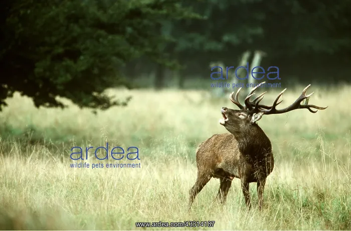 : RED DEER - roaring during rutting season : RED DEER - roaring during rutting season