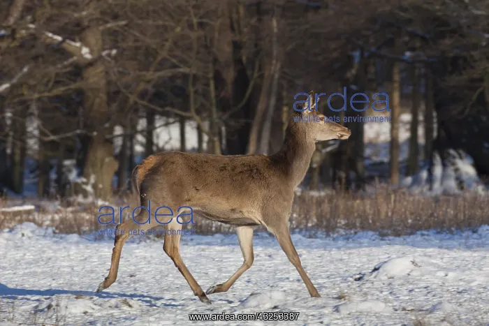  : Red Deer - running female in snow - Germany