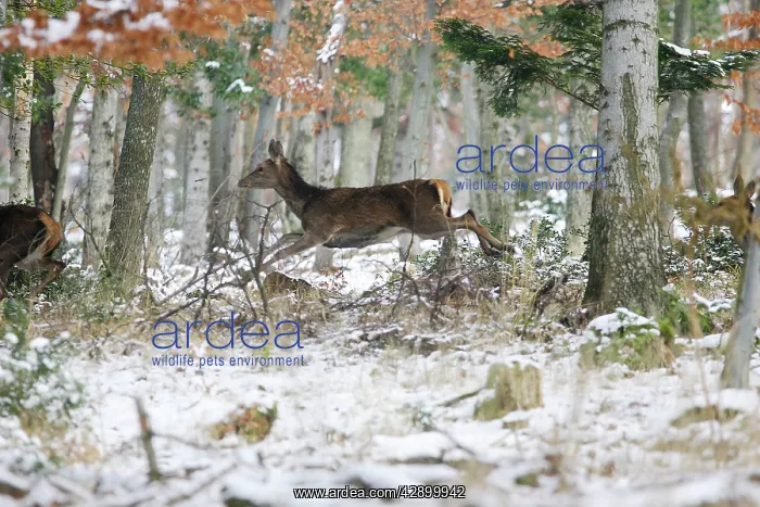 : Red Deer - running through forest in snow : Red Deer - running through forest in snow