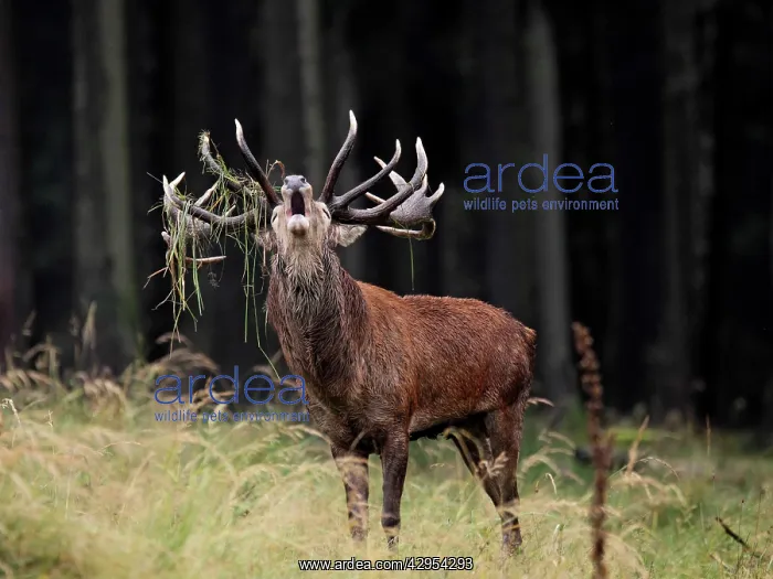 : Red Deer - in rut - buck belling : Red Deer - in rut - buck belling
