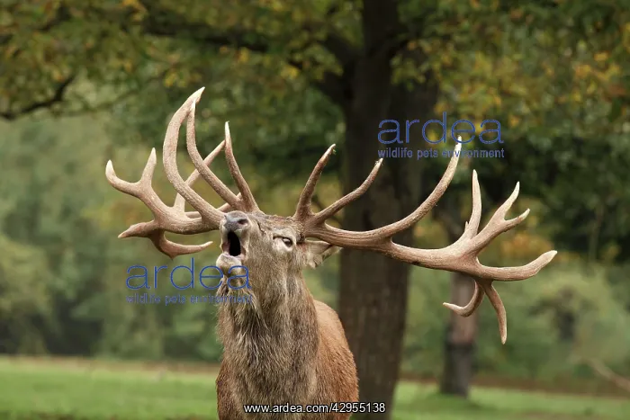 : Red Deer - in rut - buck belling : Red Deer - in rut - buck belling