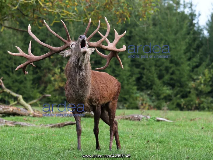 : Red Deer - in rut - buck belling : Red Deer - in rut - buck belling