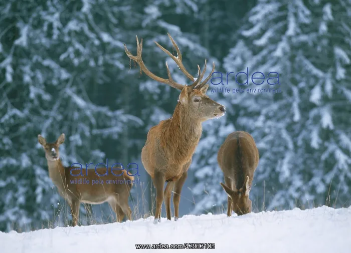 : Red Deer - in snow : Red Deer - in snow