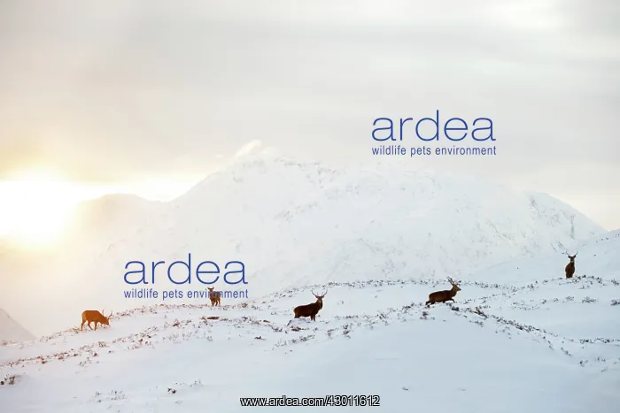 : Red Deer in snowy mountains at sunset Glen Etive, Scotland : Red Deer in snowy mountains at sunset Glen Etive, Scotland