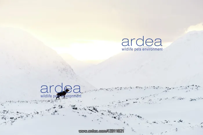 : Red Deer in snowy mountains at sunset Glen Etive, Scotland : Red Deer in snowy mountains at sunset Glen Etive, Scotland