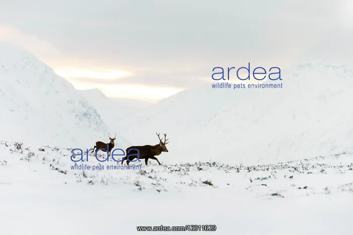 : Red Deer in snowy mountains at sunset Glen Etive, Scotland : Red Deer in snowy mountains at sunset Glen Etive, Scotland