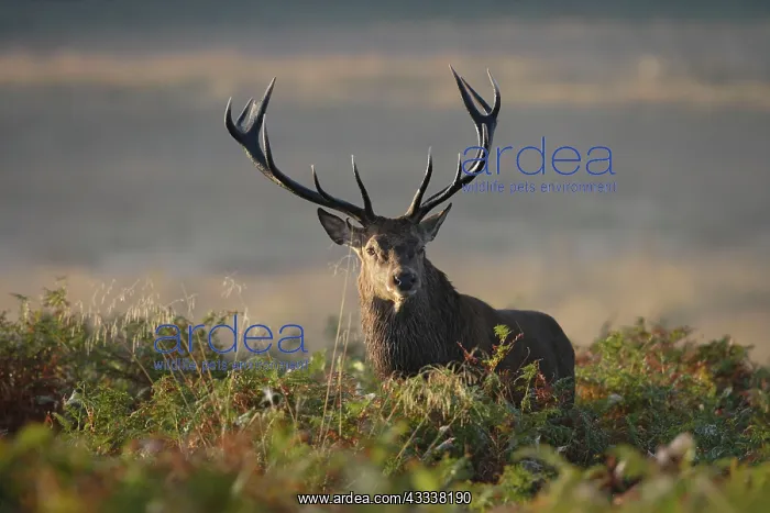 : Red Deer - stag : Red Deer - stag