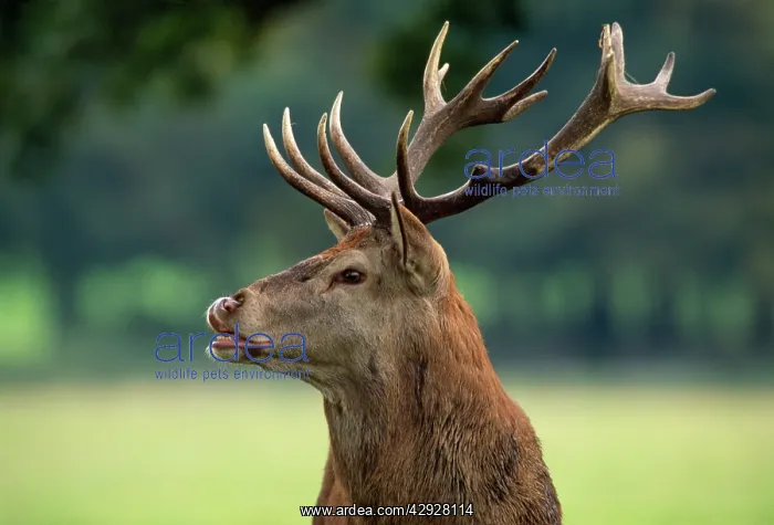 : Red Deer - stag with antlers : Red Deer - stag with antlers