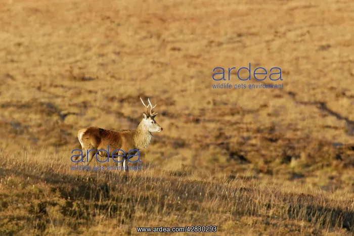 : Red Deer - Stag and Autumn Moorland : Red Deer - Stag and Autumn Moorland