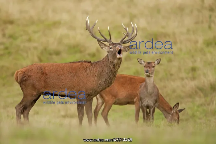 : Red Deer stag bellowing with hinds in background Autumn : Red Deer stag bellowing with hinds in background Autumn