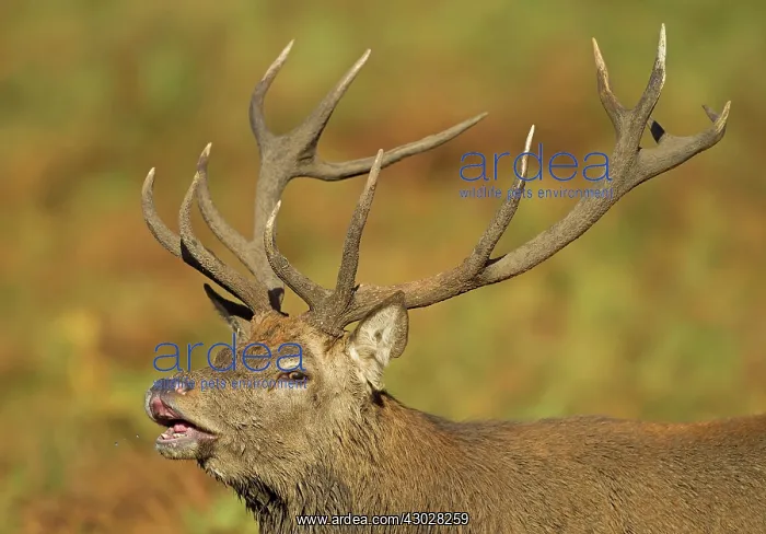 : Red Deer Stag bellowing and releasing saliva from : Red Deer Stag bellowing and releasing saliva from