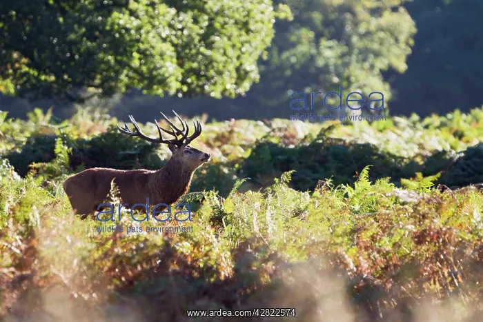: Red Deer - Stag in bracken : Red Deer - Stag in bracken