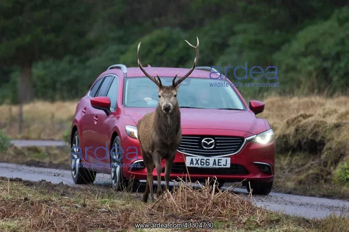 : Red Deer - stag next to a car - Scotland, Great : Red Deer - stag next to a car - Scotland, Great