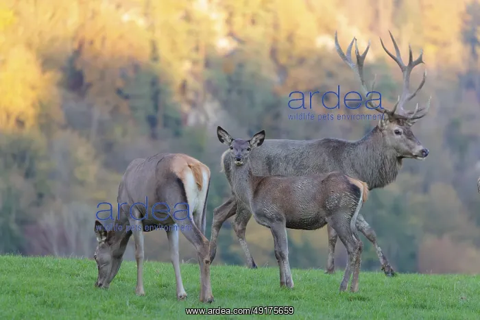 : A red deer stag (Cervus elaphus) : A red deer stag (Cervus elaphus)