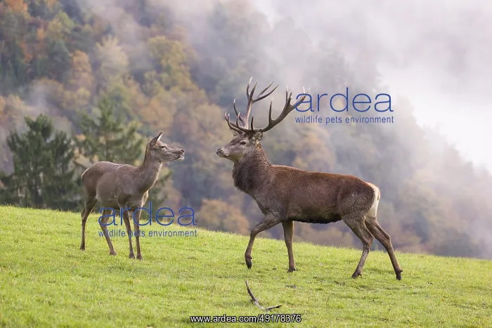  : A red deer stag (Cervus elaphus) and a hind are standing in a meadow in hilly terrain
