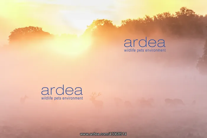 : Red Deer - stag an deers in rut in morning fog - Denmark : Red Deer - stag an deers in rut in morning fog - Denmark