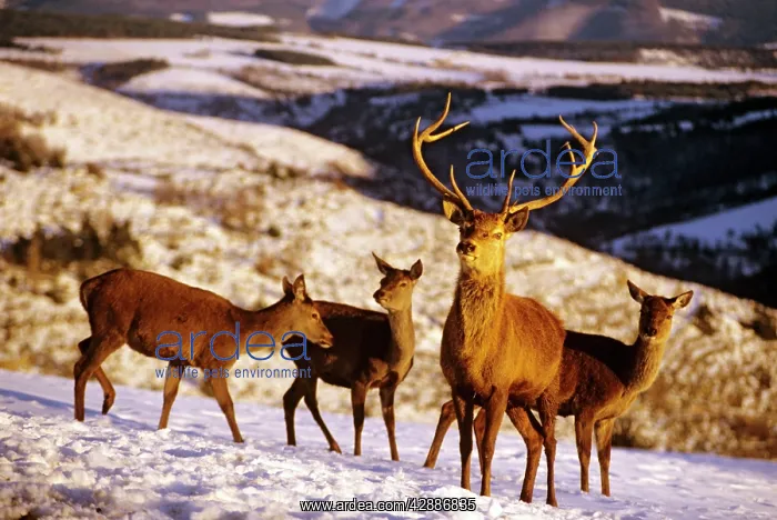  : Red Deer - Stag with three does in snow