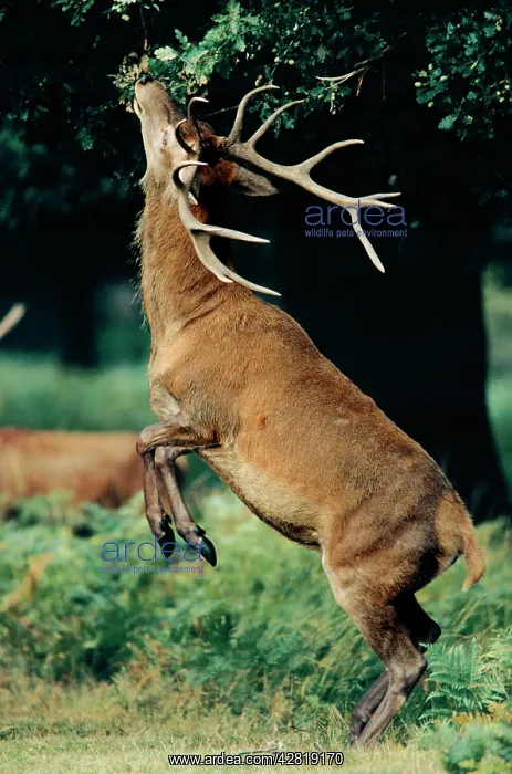 : Red Deer - Stag eating leaves and Acorns : Red Deer - Stag eating leaves and Acorns