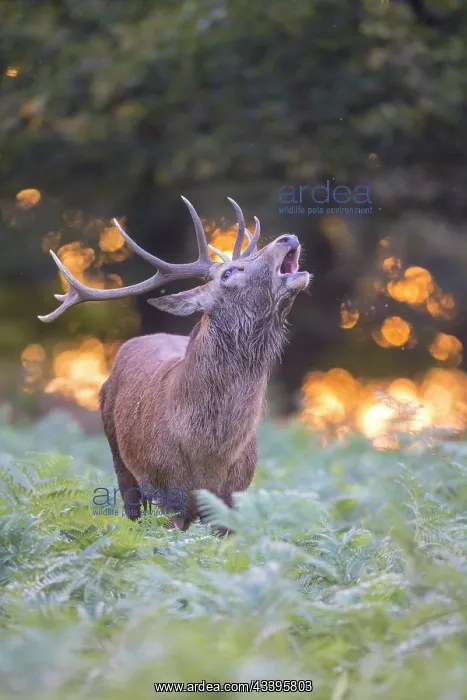 : Red Deer Stag evening : Red Deer Stag evening
