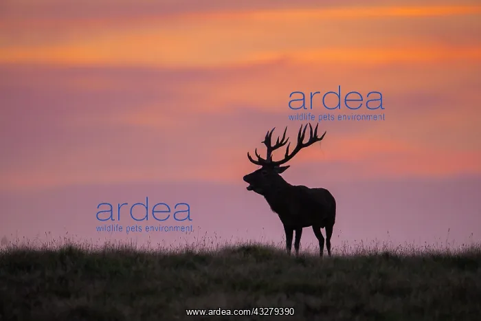 : Red Deer - stag in evening light - Denmark : Red Deer - stag in evening light - Denmark