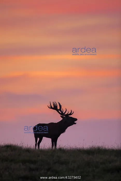 : Red Deer - stag in evening light - Denmark : Red Deer - stag in evening light - Denmark