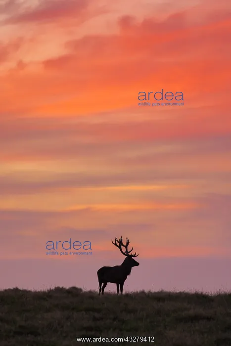 : Red Deer - stag in evening light - Denmark : Red Deer - stag in evening light - Denmark