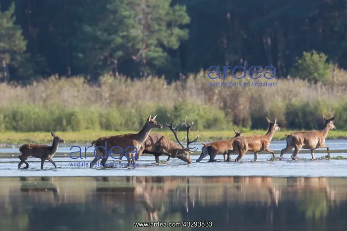 : Red Deer - stag and females crossing a pond - Germany : Red Deer - stag and females crossing a pond - Germany
