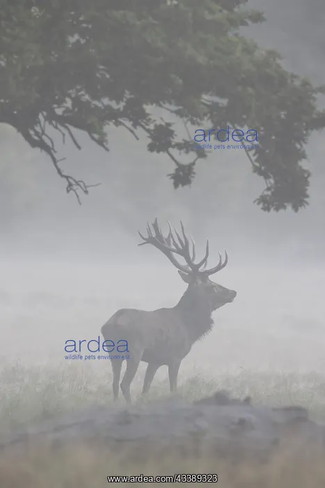 : Red Deer stag fog : Red Deer stag fog