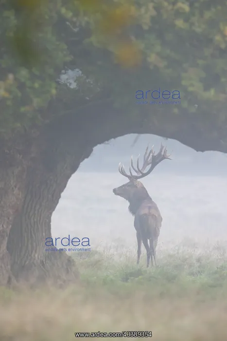 : Red Deer stag fog : Red Deer stag fog