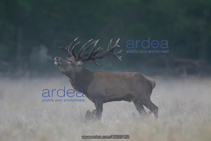 : Red Deer stag fog Red Deer stag in morning mist Denmark : Red Deer stag fog Red Deer stag in morning mist Denmark