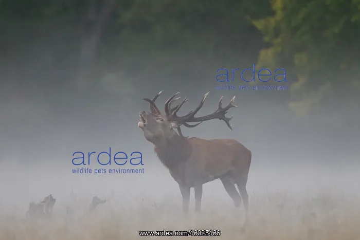 : Red Deer stag fog Red Deer stag in morning mist Denmark : Red Deer stag fog Red Deer stag in morning mist Denmark