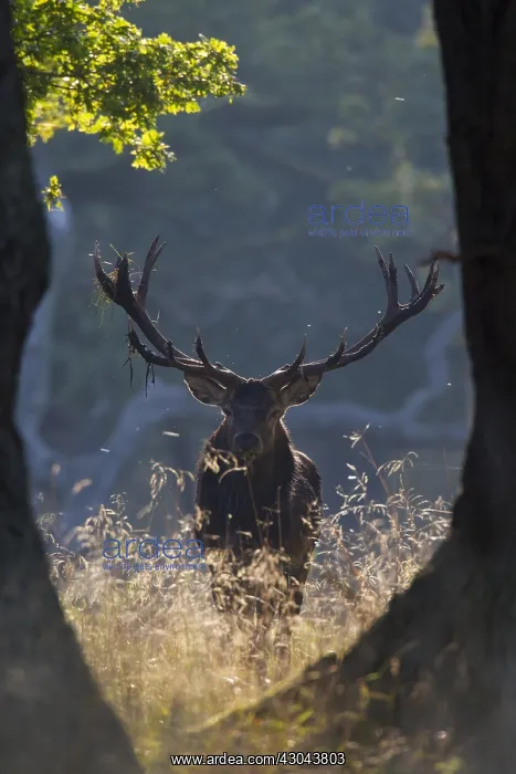  : Red Deer - stag in forest - Denmark