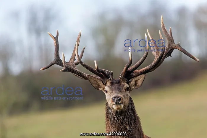 : Red Deer - stag. Haute Saone, France : Red Deer - stag. Haute Saone, France