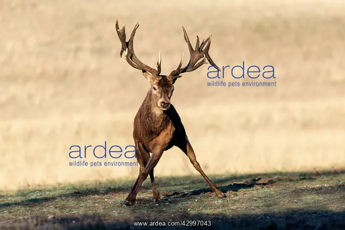 : Red Deer - stag. Haute Saone, France : Red Deer - stag. Haute Saone, France