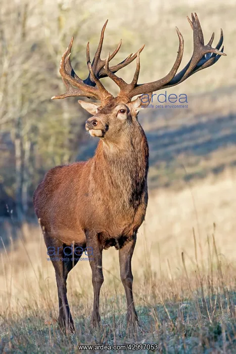 : Red Deer - stag. Haute Saone, France : Red Deer - stag. Haute Saone, France