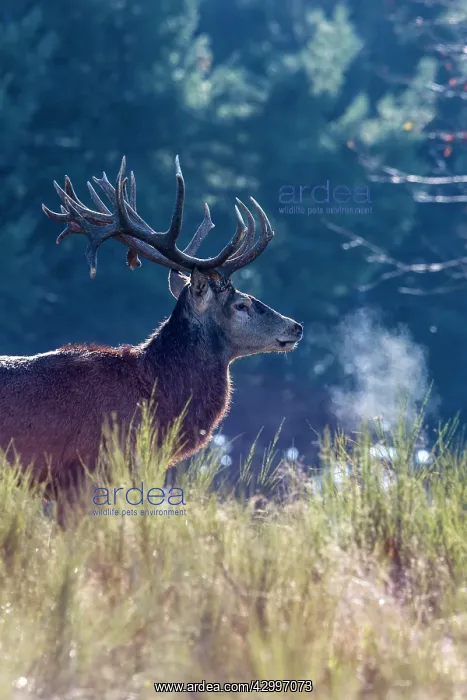 : Red Deer - stag. Haute Saone, France : Red Deer - stag. Haute Saone, France