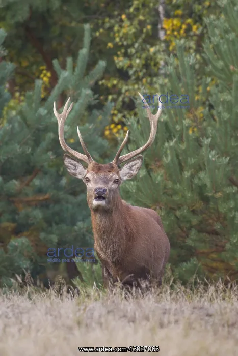  : Red Deer - stag in heathland - Germany