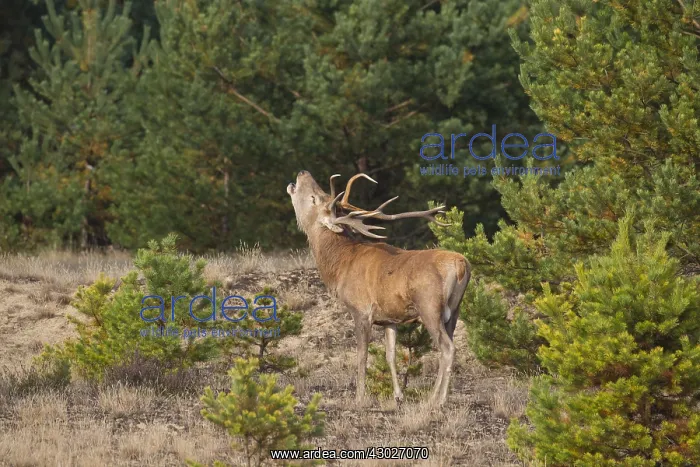  : Red Deer - stag in heathland - Germany