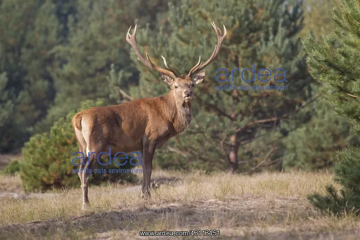  : Red Deer - stag in heathland - Germany