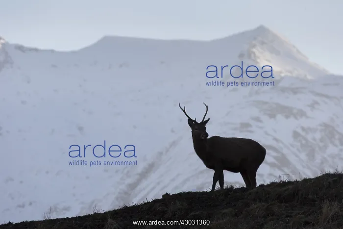 : Red Deer - stag in the Highlands - Scotland : Red Deer - stag in the Highlands - Scotland