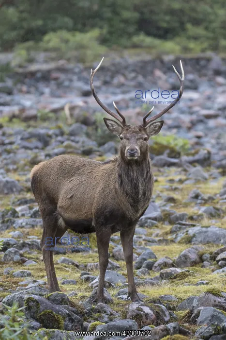 : Red Deer - stag in the Highlands - Scotland, Great : Red Deer - stag in the Highlands - Scotland, Great