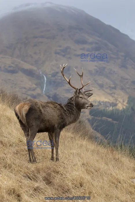 : Red Deer - stag in the Highlands - Scotland, Great : Red Deer - stag in the Highlands - Scotland, Great